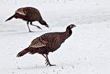 Winter Wild Turkeys_28531